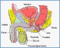 urologica